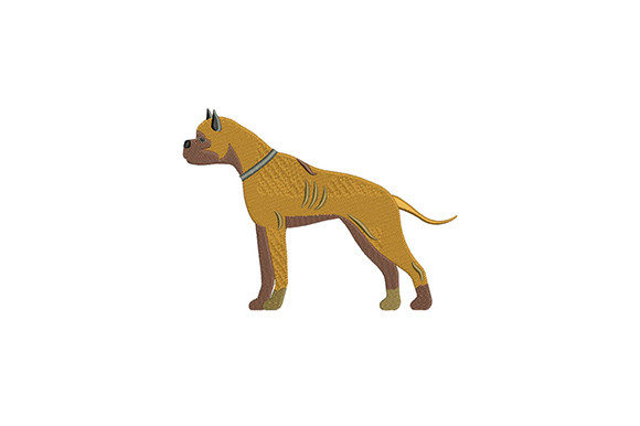 Staffy Terrier